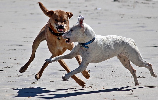 staten island dog bite lawyer