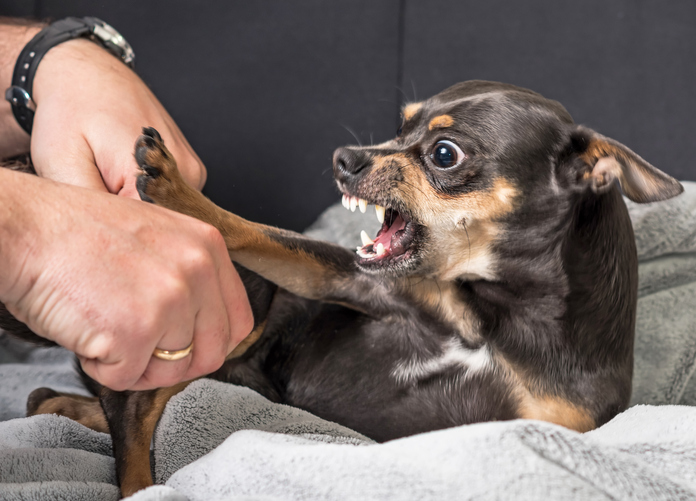 dog bite attorney